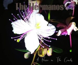 The Hermanos – è uscito “A flower in the cracks”